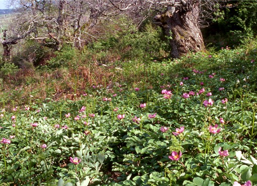 Le prime Peonie